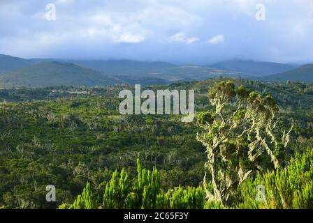 Vista dal bordo del cratere Maundi sul parco nazionale del Monte Kilimanjaro. Paesaggio di Marangu percorso durante la cima. Tanzania, Africa Foto Stock