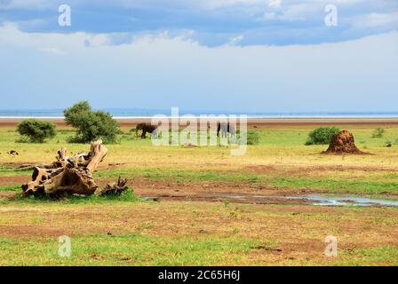 Splendido paesaggio con mandrie di elefanti sulle rive del lago Manyara, Tanzania, Africa Foto Stock