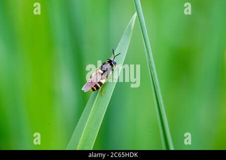 Stratiomys potamida - volo soldato europeo Foto Stock