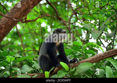 La scimmia blu o scimmia diademed (Cercopithecus mitis) sul ramo nel parco nazionale del lago Manyara, Tanzania, Africa Foto Stock