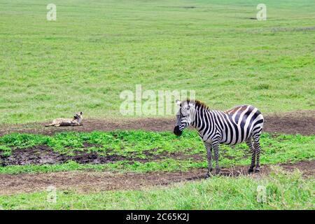 Una zebra e avvistato iena sullo sfondo nel cratere di Ngorongoro, Tanzania Foto Stock