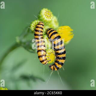 cinabro Moth caterpillar (Tyria jacobaeae) su ragwort Foto Stock