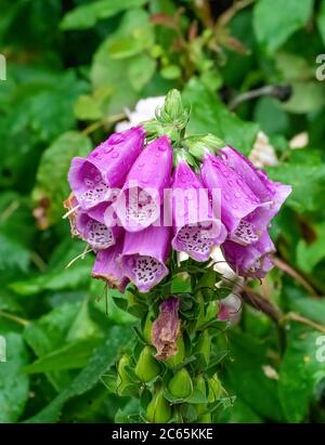 Gocce di pioggia su guanti di volpe Foto Stock