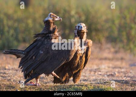 Avvoltoio cinereo (Egypio monachus) nell'Estremadura in Spagna. Posizione di difesa degli uccelli adulti con ali sollevate. Foto Stock