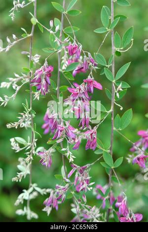 Buschklee Lespedeza thunbergii Foto Stock