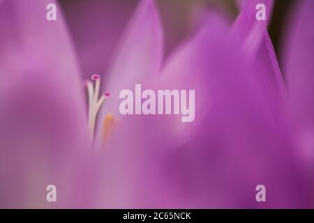 Fiori di zafferano di prato bizantino Foto Stock