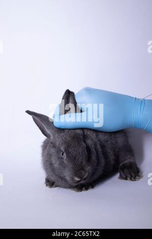 una mano in un guanto medico tiene un coniglio grigio coniglio. veterinario, concetto di esperimenti. Foto Stock