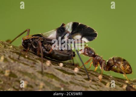 Formiche e afidi hanno un rapporto mutualistico. Le formiche si nutrono sulla rugiada escreta dagli afidi e, in cambio, proteggono gli afidi. Riserva naturale Altwarper dune interne, Meclemburgo-Vorpommern, Germania Foto Stock