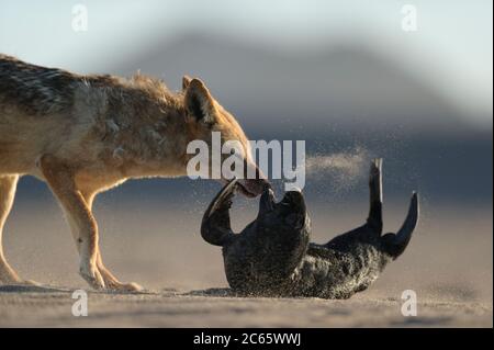 Il jackal con supporto nero (Canis mesomelas) attacca il cucito di fur del capo (Arctocephalus pusillus), il parco nazionale di Tsau //Khaeb (precedentemente Sperrgebiet NP), Namibia Foto Stock