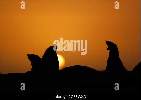 Foche di pelliccia di Capo (Arctocephalus pusillus pusillus) Tsau //Parco Nazionale di Khaeb (ex Sperrgebiet NP), Namibia Foto Stock