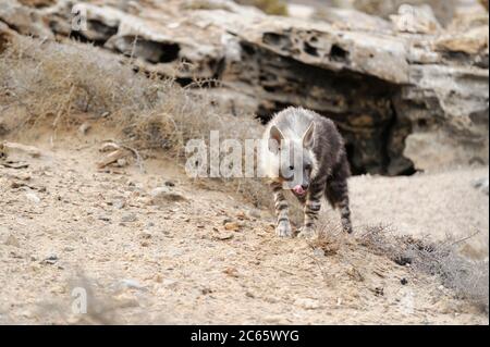 Bruna hyena (Parahyena brunnea oder Hyena brunnea), cucù fuori della loro tana, 8 mesi, Tsau //Khaeb National Park (ex Sperrgebiet NP), Namibia Foto Stock