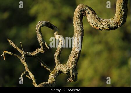 Ramo di una quercia sessile (Quercus petraea) nel Parco Nazionale Sassone Svizzera (Saechsische Schweiz), Europa, Europa Centrale, Germania Foto Stock