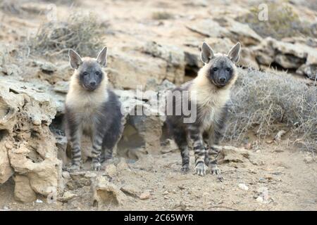 Bruno hyena (Parahyena brunnea oder Hyena brunnea) cuccioli fuori della loro tana, 8 mesi, Tsau //Khaeb National Park (ex Sperrgebiet NP), Namibia Foto Stock