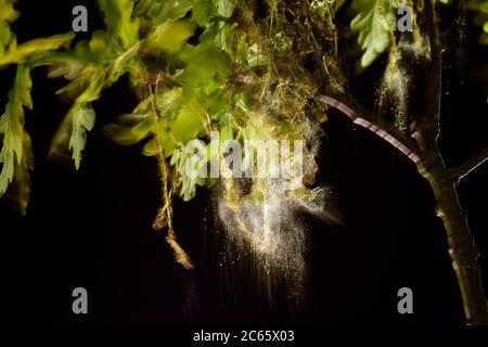 Scuotendo il polline cade dai fiori maschili della quercia pedunculata (Quercus robur) ed è sparso dal vento, Kiel, Germania Foto Stock