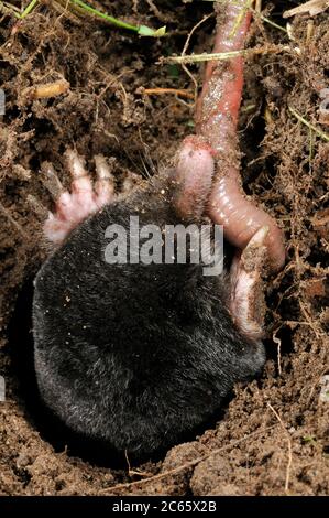 European Mole (Tampa europaea) ha catturato un verme nei suoi sotterranei Foto Stock