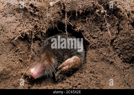 European Mole (Tampa europaea) nei suoi sotterranei Foto Stock