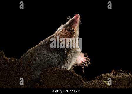 European Mole (Tampa europaea) nel suo molehill, Kiel, Germania Foto Stock