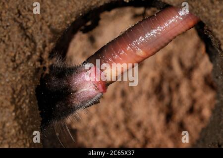 European Mole (Tampa europaea) ha catturato un verme nel suo burrone sotterraneo, Kiel, Germania Foto Stock