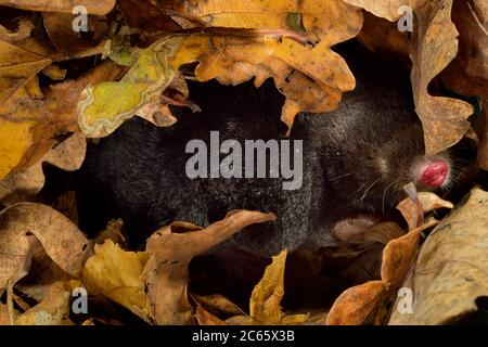 European Mole (Tampa europaea) nel suo burrone sotterraneo, Kiel, Germania Foto Stock