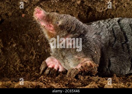 European Mole (Tampa europaea) nel suo burrone sotterraneo, Kiel, Germania Foto Stock