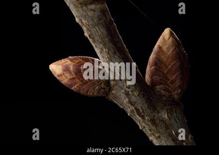 In primavera, la linfa dell'albero sorge nelle gemme della quercia pedunculata (Quercus robur), Kiel, Germania Foto Stock