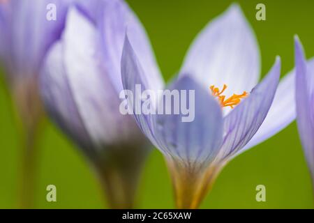 Il Crocus di Bieberstein Foto Stock