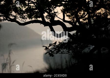 Quercia sessile (Quercus petraea) nel Parco Nazionale Sassone Svizzera (Saechsische Schweiz), Europa, Europa Centrale, Germania Foto Stock