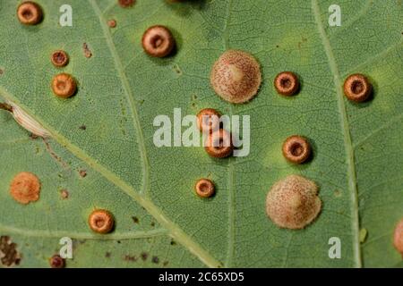 Groviglio di quercia (Neuroterus numismalis) su foglia di quercia, Riserva della Biosfera 'Niedersächsische Elbtalaue' / Valle dell'Elba della bassa Sassonia, bassa Sassonia, Germania Foto Stock