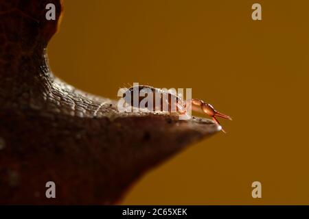 Pseudoscorpion (cancroides di Chelifer) su foglia di quercia caduta, anche conosciuta come falso scorpione o scorpione di libro, in lettiera di foglia, Westensee, Kiel, Germania Foto Stock