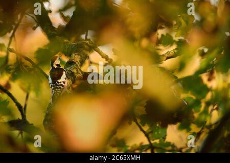 Il picchio medio macchiato (Leiopicus medius) è nei rami di querce antiche, Biosfera Riserva 'Niedersächsische Elbtalaue' / bassa Sassonia Elbe Valle, Germania Foto Stock