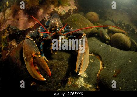 Aragosta comune, aragosta europea artigliata, aragosta del Maine (Homarus gammarus) (dt. Hummer, Europäischer Hummer) Crustacea Foto Stock