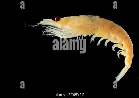 Anartico krill (Euphasia superba) immagine è stata ripresa in collaborazione con l'Università Zoologica di Amburgo Foto Stock