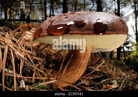 Bay Bolete (Boletus badius) Foto Stock