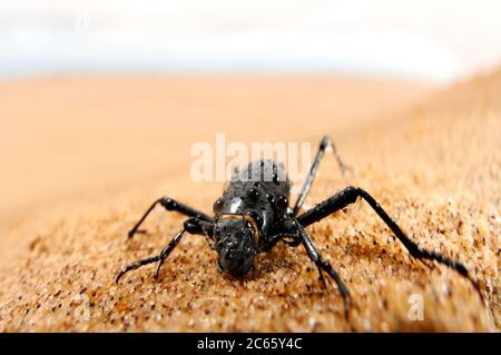 Un scarabeo di nebbia (Onymacris unguicularis) sulla cresta di una duna di sabbia nel deserto di Namib sta bevendo goccioline d'acqua che si riuniscono sul suo corpo durante la nebbia di mattina presto sulle dune. Foto Stock