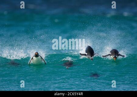 Con una velocità di nuoto fino a 30 km/h il pinguino Gentoo (Pigoscelis papua) è il digiuno tra i pinguini. Porpoising è un modo molto efficiente di viaggiare ad alta velocità, in quanto l'animale sfrutta la minore resistenza in aria che sott'acqua ed è in grado di respirare con il becco aperto. [dimensioni del singolo organismo: 75 cm] Foto Stock