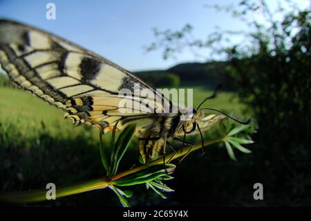 Farfalla a coda di rondine (Papilio machaon) Foto Stock