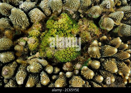 Corallo di pietra di Autside (Acropori sp.) Raja Ampat, Papua Occidentale, Indonesia, Oceano Pacifico Foto Stock