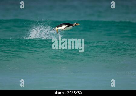 Con una velocità di nuoto fino a 30 km/h il pinguino Gentoo (Pigoscelis papua) è il digiuno tra i pinguini. Porpoising è un modo molto efficiente di viaggiare ad alta velocità, in quanto l'animale sfrutta la minore resistenza in aria che sott'acqua ed è in grado di respirare con il becco aperto. Foto Stock