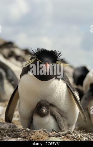 Dopo il loro viaggio di foraggio i pinguini di rockhopper (Eudyptes crisocome) ritornano dall'oceano in gruppi e iniziano a camminare e luppare fino alla loro colonia di riproduzione molto in salita. Foto Stock