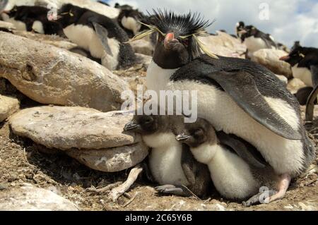 Dopo il loro viaggio di foraggio i pinguini di rockhopper (Eudyptes crisocome) ritornano dall'oceano in gruppi e iniziano a camminare e luppare fino alla loro colonia di riproduzione molto in salita. Foto Stock