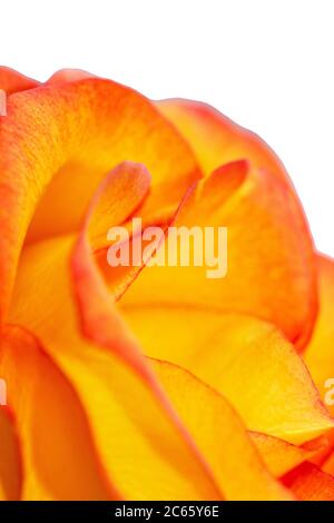 Rosa gialla con bordi rossi. Isolato, sfondo macro. Rosa arancione Foto Stock