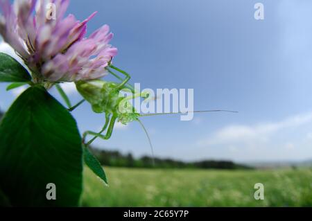 Il bush-cricket (Leptophyes punctatissima) è una specie di bush-cricket comune in aree ben vegetate dell'Inghilterra e del Galles, come margini boschivi, siepi e giardini. Foto Stock