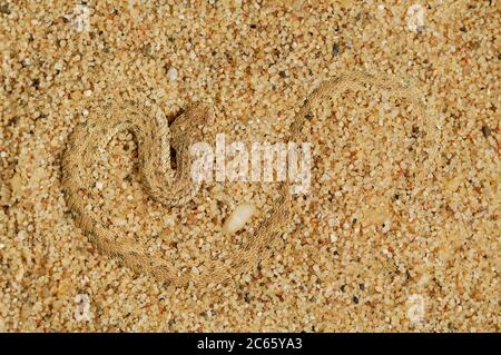 Peringueys sommatore a serpentina (Bitis peringueyi), Namibia, Swakopmund Namib Duna di sabbia del deserto Foto Stock