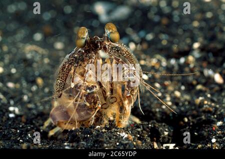 Gamberi Mantis (Lysiosquilla sulcirostris) Foto Stock