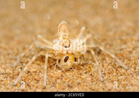 Golden Wheel Spider (Carparachne aureoflava) la Golden Wheel Spider (Carparachne aureoflava) è una creatura unica e sorprendente del bellissimo deserto del Namib. Foto Stock