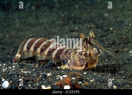 Gamberi Mantis (Lysiosquilla sulcirostris) Foto Stock