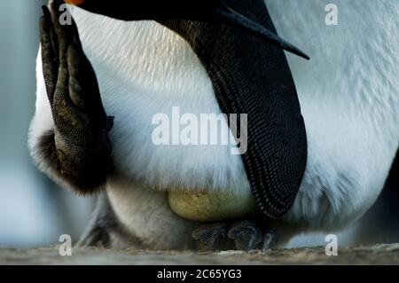 Equilibrando l'uovo singolo sui suoi piedi il pinguino re (Atenodytes patagonicus) razze per 53 - 55 giorni. Il pulcino covato rimane con i genitori per un altro periodo di mollo insolito di 10 - 13 mesi. Foto Stock