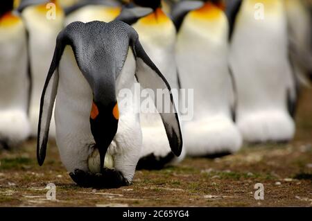 Equilibrando l'uovo singolo sui suoi piedi il pinguino re (Atenodytes patagonicus) razze per 53 - 55 giorni. Il pulcino covato rimane con i genitori per un altro periodo di mollo insolito di 10 - 13 mesi. Foto Stock