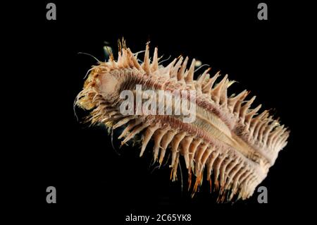 Giant Scale Worm (Eulagisca gigantea) immagine è stata ripresa in collaborazione con l'Università Zoologica di Amburgo Foto Stock