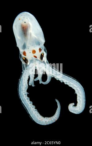 Questa larva di un polpo Atlantico a braccio lungo (Octopus defilippi) crescerà fino ad un adulto di 1 m di lunghezza. Tuttavia, il suo corpo contribuirà solo a circa 1/8 a questa lunghezza, in quanto le braccia da sole sono circa 80 a 90 cm di lunghezza - da qui il nome dell'animale. La larva ha solo alcuni cromatofori. Quando sono completamente cresciute, queste cellule pigmentate copriranno l'intero corpo del polpo e gli consentono di cambiarne il colore. [Dimensioni del singolo organismo: 3 cm] (Octopoda) Foto Stock